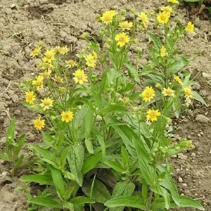 Arnica Flower Seeds Perennial Yellow Daisy Like Blooms Outdoor Garden 100 Count
