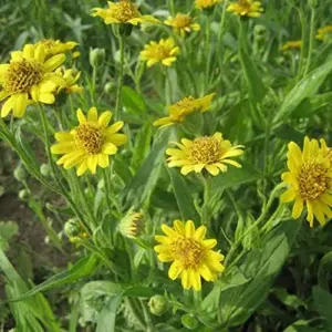 Arnica Flower Seeds Perennial Yellow Daisy Like Blooms Outdoor Garden 100 Count