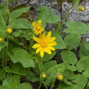 Arnica Flower Seeds Perennial Yellow Daisy Like Blooms Outdoor Garden 100 Count