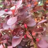 Barberry Shrub Seeds - 100 Pcs Drought Tolerant, Deer Resistant, Attracts Birds, Low Maintenance for Hedges & Screens