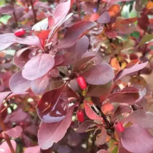 Barberry Shrub Seeds - 100 Pcs Drought Tolerant, Deer Resistant, Attracts Birds, Low Maintenance for Hedges & Screens