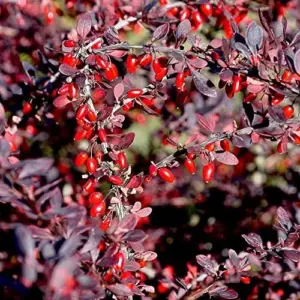 Barberry Shrub Seeds - 100 Pcs Drought Tolerant, Deer Resistant, Attracts Birds, Low Maintenance for Hedges & Screens