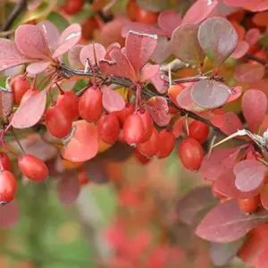 Barberry Shrub Seeds - 100 Pcs Drought Tolerant, Deer Resistant, Attracts Birds, Low Maintenance for Hedges & Screens