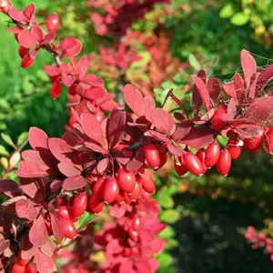 Barberry Shrub Seeds - 100 Pcs Drought Tolerant, Deer Resistant, Attracts Birds, Low Maintenance for Hedges & Screens