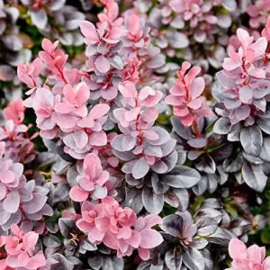 Barberry Shrub Seeds - 100 Pcs Drought Tolerant, Deer Resistant, Attracts Birds, Low Maintenance for Hedges & Screens