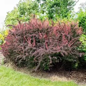 Barberry Shrub Seeds - 100 Pcs Drought Tolerant, Deer Resistant, Attracts Birds, Low Maintenance for Hedges & Screens