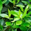 Bay Laurel Seeds Laurus Nobilis Evergreen Tree Fragrant Culinary Herb 65 Pcs White