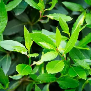 Bay Laurel Seeds Laurus Nobilis Evergreen Tree Fragrant Culinary Herb 65 Pcs White