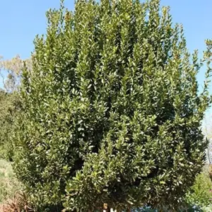 Bay Laurel Seeds Laurus Nobilis Evergreen Tree Fragrant Culinary Herb 65 Pcs White