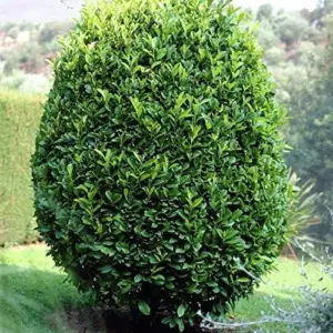 Bay Laurel Seeds Laurus Nobilis Evergreen Tree Fragrant Culinary Herb 65 Pcs White