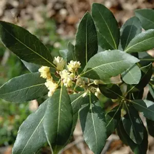 Bay Laurel Seeds Laurus Nobilis Evergreen Tree Fragrant Culinary Herb 65 Pcs White