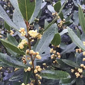 Bay Laurel Seeds Laurus Nobilis Evergreen Tree Fragrant Culinary Herb 65 Pcs White