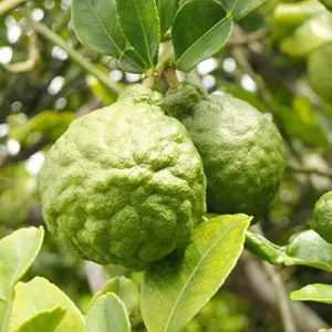 Bergamot Orange Seeds Citrus Bergamia Perennial Edible Ornamental Bonsai Tree 10Pcs Fruit Seeds Outdoor Patio