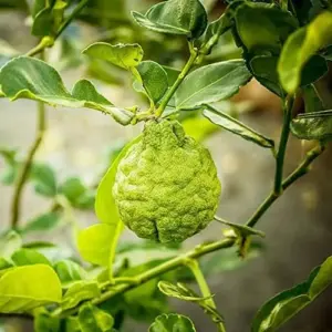 Bergamot Orange Seeds Citrus Bergamia Perennial Edible Ornamental Bonsai Tree 10Pcs Fruit Seeds Outdoor Patio