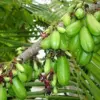 Bilimbi Seeds Rare Cucumber Pickle Tree Tropical Plant 5 Count Fresh Seeds