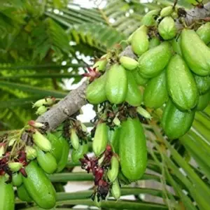 Bilimbi Seeds Rare Cucumber Pickle Tree Tropical Plant 5 Count Fresh Seeds