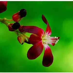 Bilimbi Seeds Rare Cucumber Pickle Tree Tropical Plant 5 Count Fresh Seeds