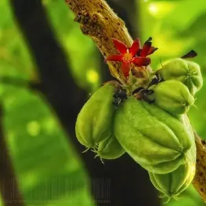 Bilimbi Seeds Rare Cucumber Pickle Tree Tropical Plant 5 Count Fresh Seeds