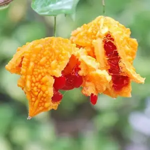 Bitter Melon Seeds Vegetable 25 Pcs Yellow GMO Free for Outdoor Garden