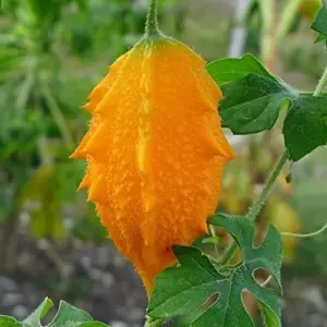 Bitter Melon Seeds Vegetable 25 Pcs Yellow GMO Free for Outdoor Garden
