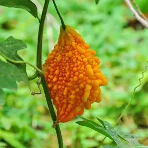 Bitter Melon Seeds Vegetable 25 Pcs Yellow GMO Free for Outdoor Garden