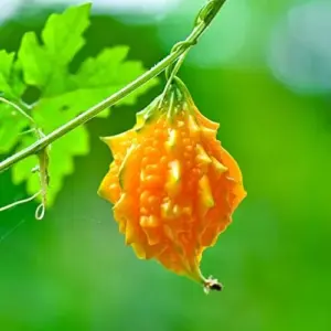 Bitter Melon Seeds Vegetable 25 Pcs Yellow GMO Free for Outdoor Garden