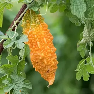 Bitter Melon Seeds Vegetable 25 Pcs Yellow GMO Free for Outdoor Garden