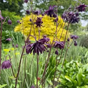 Black Barlow Columbine Seeds - 50 Pcs Perennial Flowering Plant for Beds & Borders - Rabbit Resistant, Attracts Bees & Butterflies