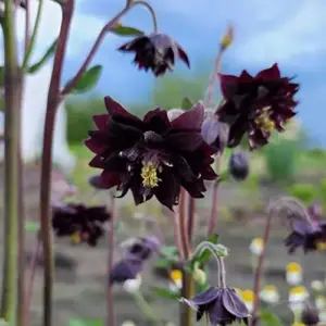 Black Barlow Columbine Seeds - 50 Pcs Perennial Flowering Plant for Beds & Borders - Rabbit Resistant, Attracts Bees & Butterflies