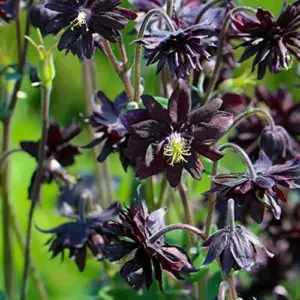 Black Barlow Columbine Seeds - 50 Pcs Perennial Flowering Plant for Beds & Borders - Rabbit Resistant, Attracts Bees & Butterflies