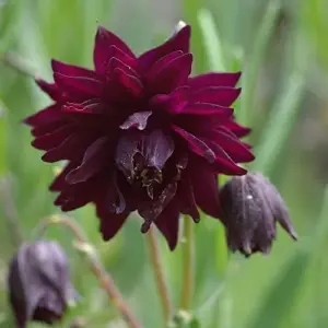 Black Barlow Columbine Seeds - 50 Pcs Perennial Flowering Plant for Beds & Borders - Rabbit Resistant, Attracts Bees & Butterflies