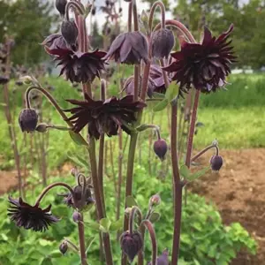 Black Barlow Columbine Seeds - 50 Pcs Perennial Flowering Plant for Beds & Borders - Rabbit Resistant, Attracts Bees & Butterflies