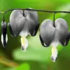 Black Bleeding Heart Seeds - 10 Count Perennial Cut Flowers for Beds & Borders - Deer & Rabbit Resistant, Attracts Butterflies