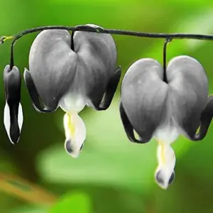 Black Bleeding Heart Seeds - 10 Count Perennial Cut Flowers for Beds & Borders - Deer & Rabbit Resistant, Attracts Butterflies