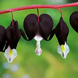 Black Bleeding Heart Seeds - 10 Count Perennial Cut Flowers for Beds & Borders - Deer & Rabbit Resistant, Attracts Butterflies