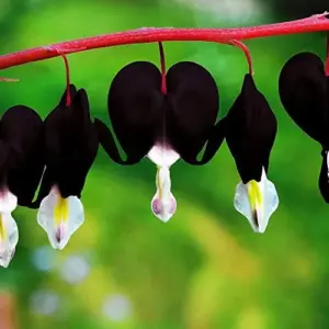 Black Bleeding Heart Seeds - 10 Count Perennial Cut Flowers for Beds & Borders - Deer & Rabbit Resistant, Attracts Butterflies