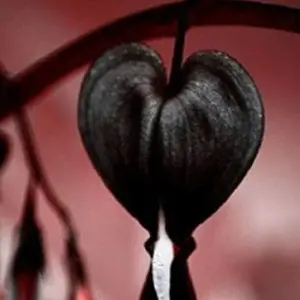 Black Bleeding Heart Seeds Perennial Shade Flower Seed Pack - Easy Grow