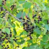 Black Cherry Seeds Prunus Serotina Tree Seeds, Deciduous, Fragrant White Flowers, Attracts Pollinators, 30 Count