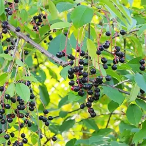 Black Cherry Seeds Prunus Serotina Tree Seeds, Deciduous, Fragrant White Flowers, Attracts Pollinators, 30 Count