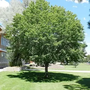 Black Cherry Seeds Prunus Serotina Tree Seeds, Deciduous, Fragrant White Flowers, Attracts Pollinators, 30 Count
