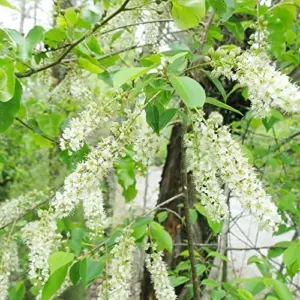 Black Cherry Seeds Prunus Serotina Tree Seeds, Deciduous, Fragrant White Flowers, Attracts Pollinators, 30 Count
