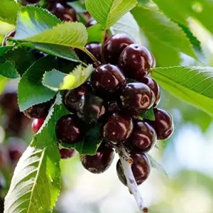 Black Cherry Seeds Prunus Serotina Tree Seeds, Deciduous, Fragrant White Flowers, Attracts Pollinators, 30 Count