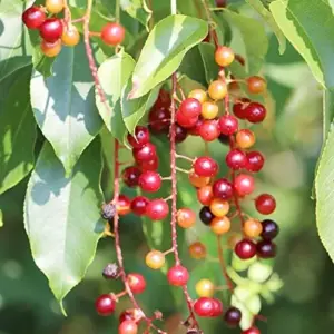 Black Cherry Seeds Prunus Serotina Tree Seeds, Deciduous, Fragrant White Flowers, Attracts Pollinators, 30 Count