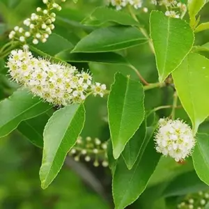 Black Cherry Seeds Prunus Serotina Tree Seeds, Deciduous, Fragrant White Flowers, Attracts Pollinators, 30 Count