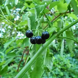 Black Nightshade Seeds Solanum Nigrum Herb Seeds 200 Pcs White Pale Violet Edible Low Maintenance