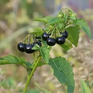 Black Nightshade Seeds Solanum Nigrum Herb Seeds 200 Pcs White Pale Violet Edible Low Maintenance