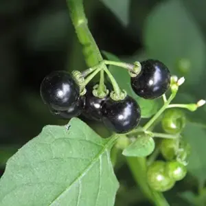Black Nightshade Seeds Solanum Nigrum Herb Seeds 200 Pcs White Pale Violet Edible Low Maintenance