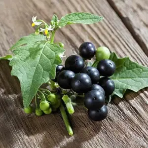 Black Nightshade Seeds Solanum Nigrum Herb Seeds 200 Pcs White Pale Violet Edible Low Maintenance