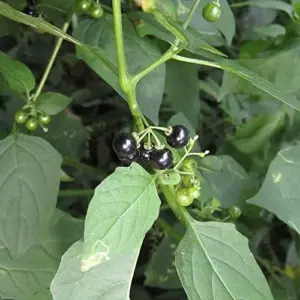 Black Nightshade Seeds Solanum Nigrum Herb Seeds 200 Pcs White Pale Violet Edible Low Maintenance