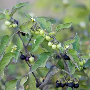 Black Nightshade Seeds Solanum Nigrum Herb Seeds 200 Pcs White Pale Violet Edible Low Maintenance